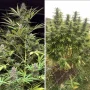 Cannabis seeds Frisian Dew® from Dutch Passion